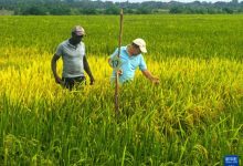 中国援几内亚比绍农技专家组在当地开展农业技术培训-中非友好经贸发展工作委员会