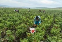辣椒与橡胶的故事:“产工贸一体化”赋能中非经贸合作-中非友好经贸发展工作委员会