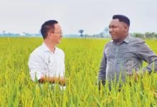 中国援布隆迪农业专家组帮助当地种植杂交水稻3800公顷 “为布隆迪农业发展注入新动力”-中非友好经贸发展工作委员会